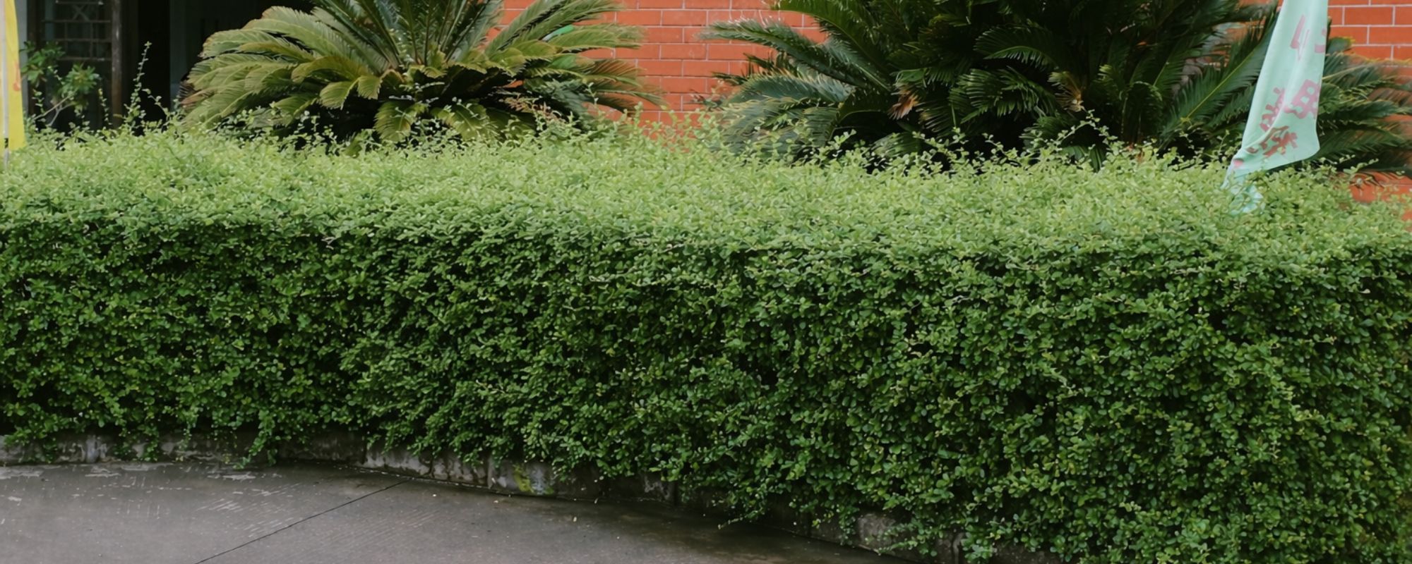 Gardening Services Banstead