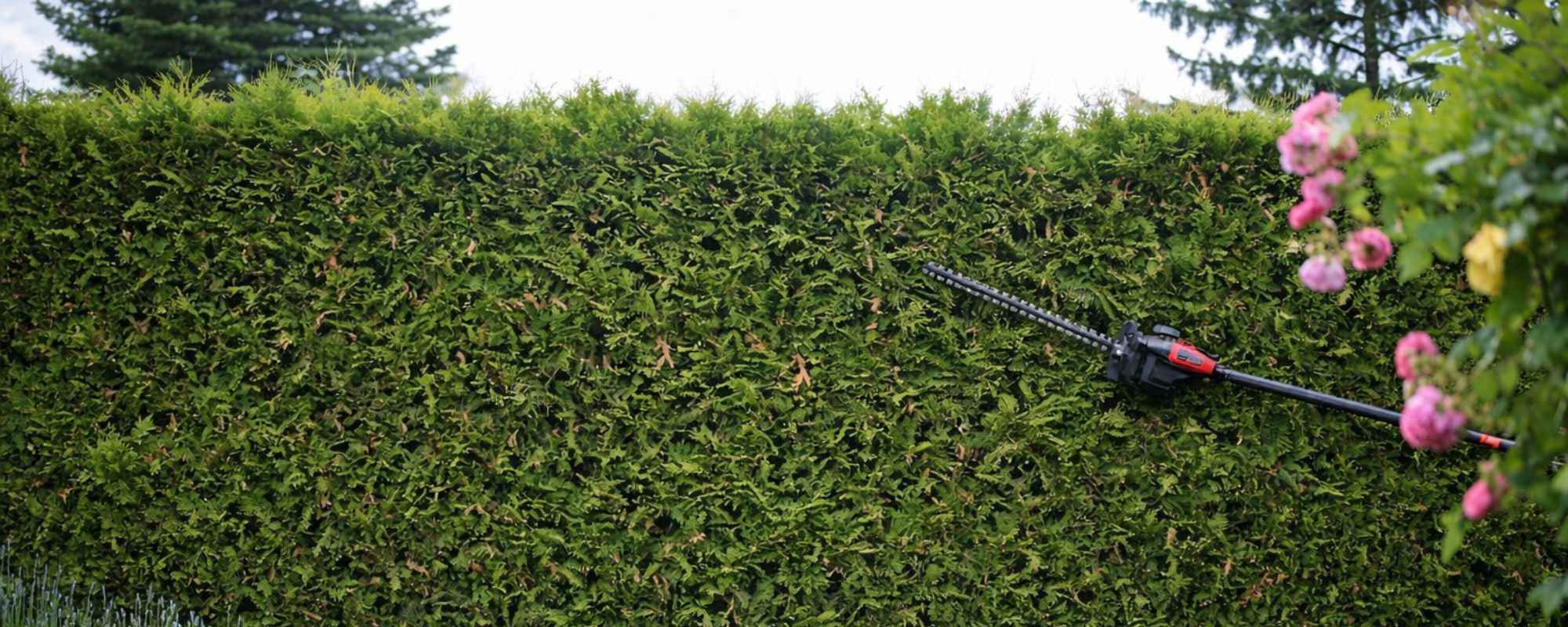 Gardening Services Morden