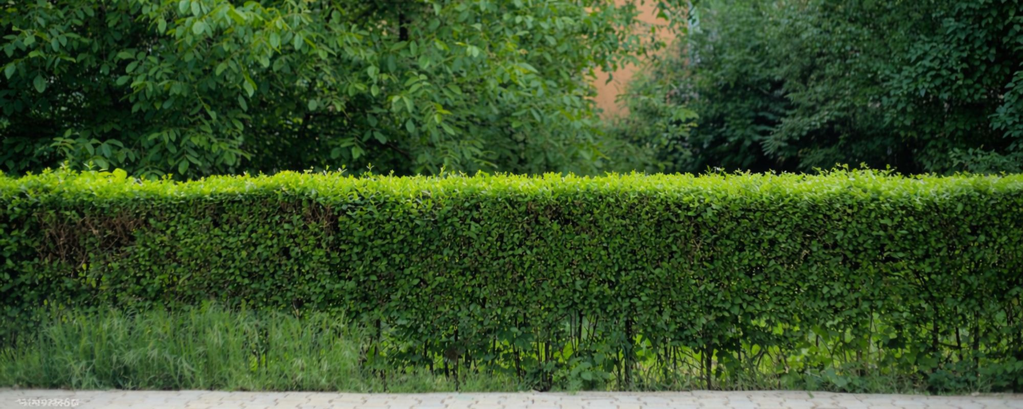 Gardening Services Richmond