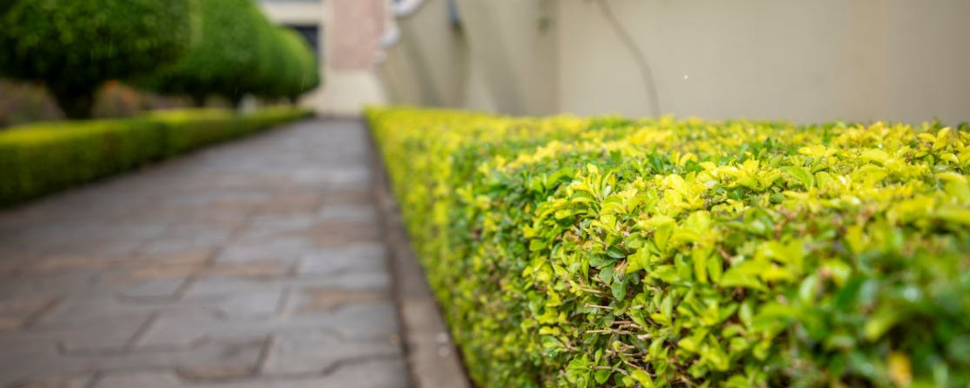 Gardening Services Wandsworth